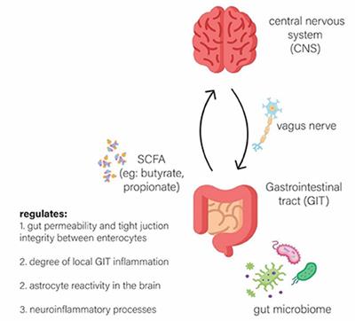 Regulation of gut microbiome by ketogenic diet in neurodegenerative diseases: A molecular crosstalk